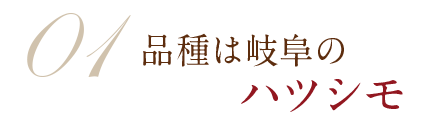 岐阜のハツシモ